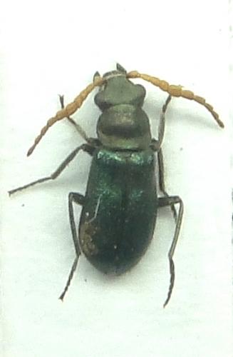 Acroapalochrus sulcaticornis